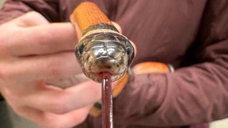 stray snake shows up in alaska shelter