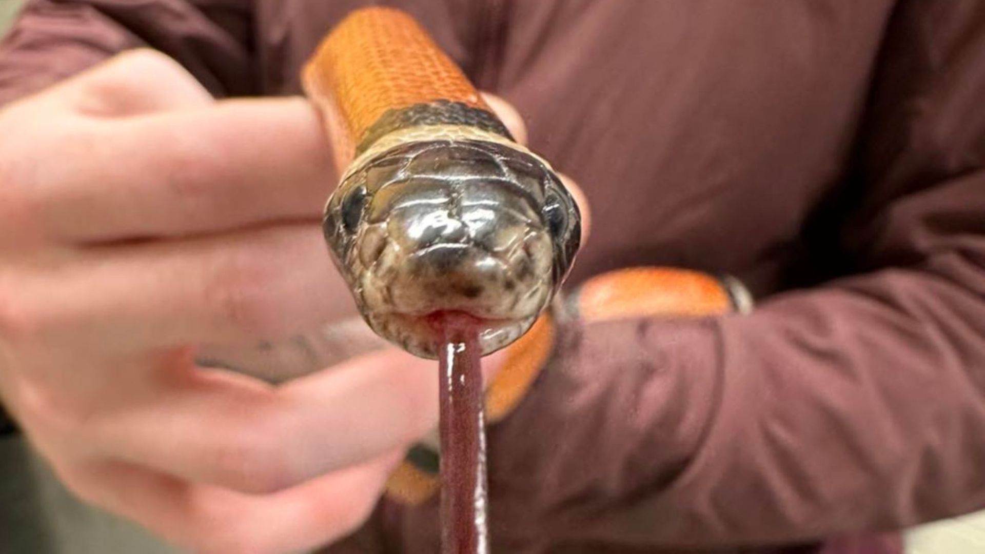 stray snake shows up in alaska shelter