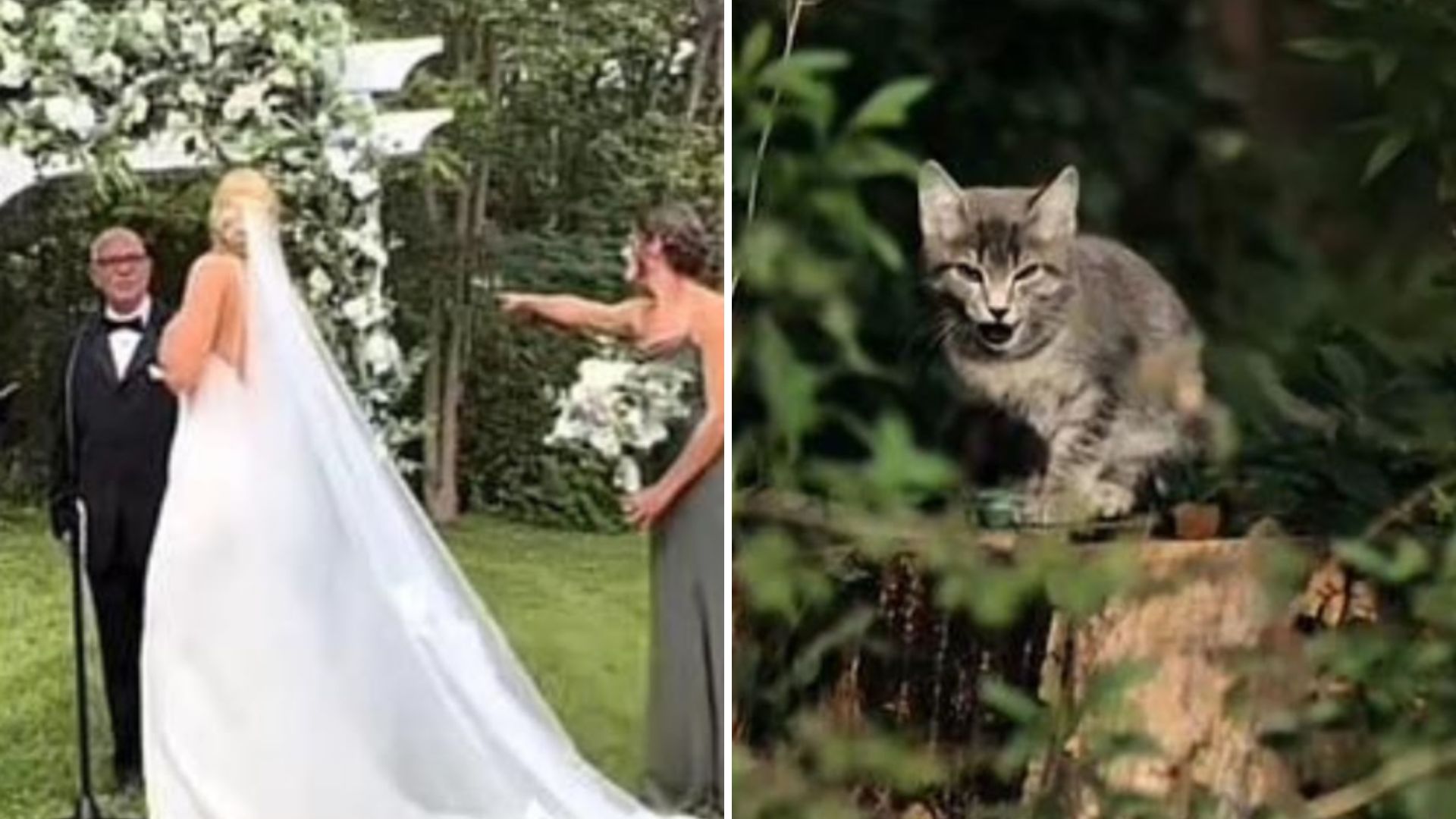 kitten crashes wedding