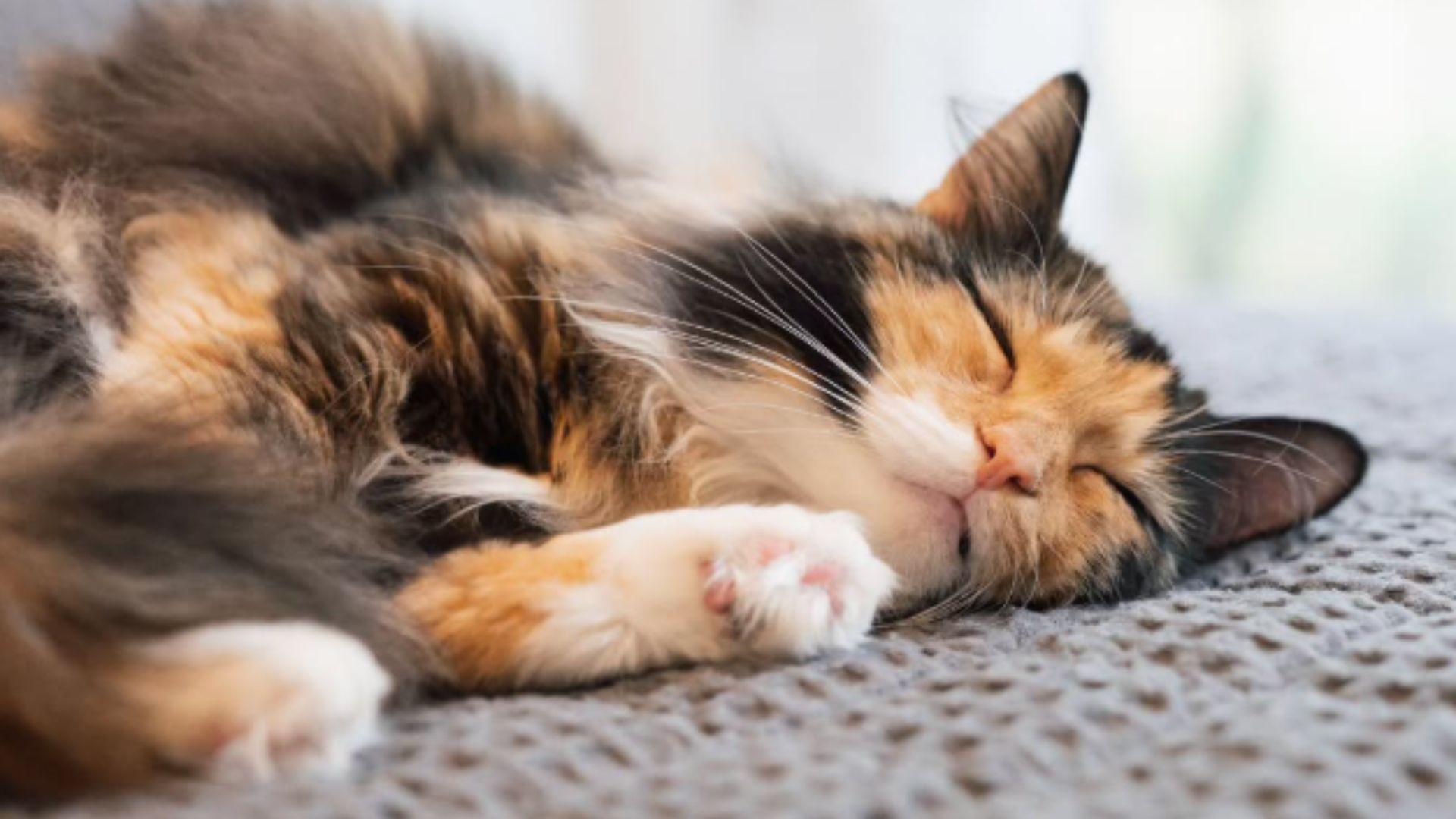 calico kitten