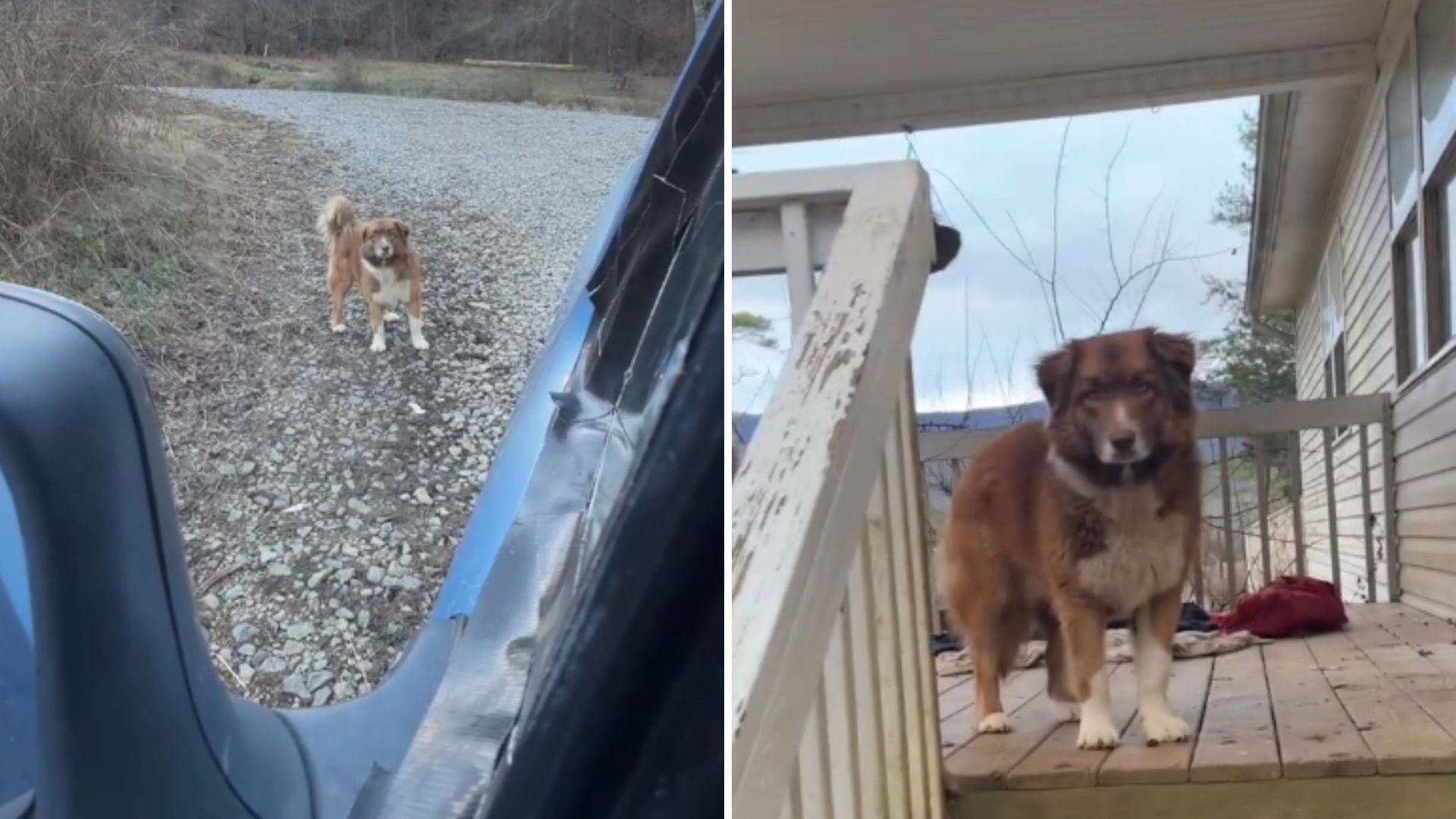 lucy the dog living alone in abandoned home