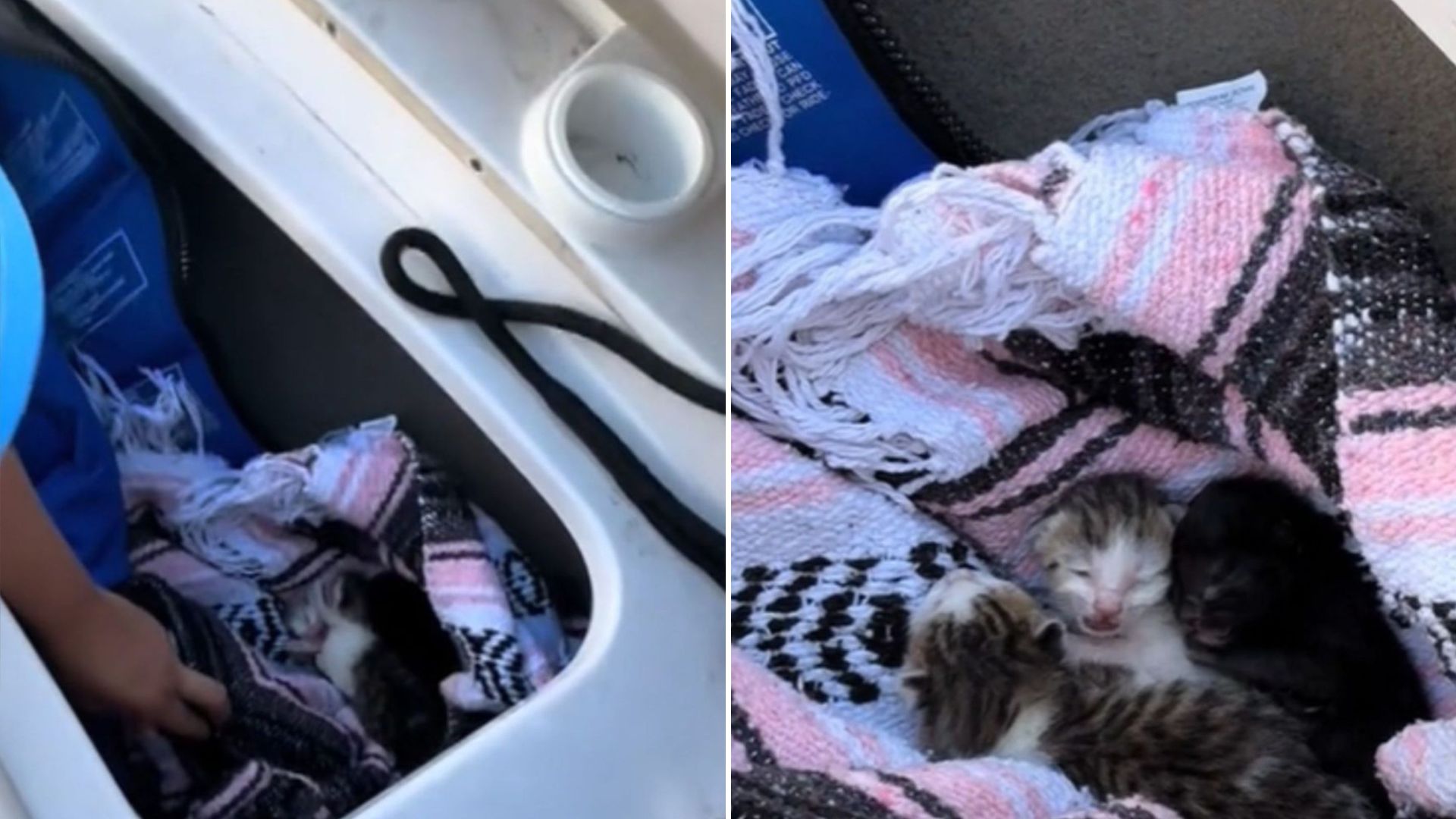 little kittnes