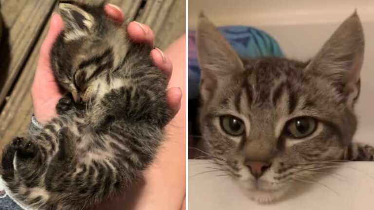spinach the kitten saved from cold snap
