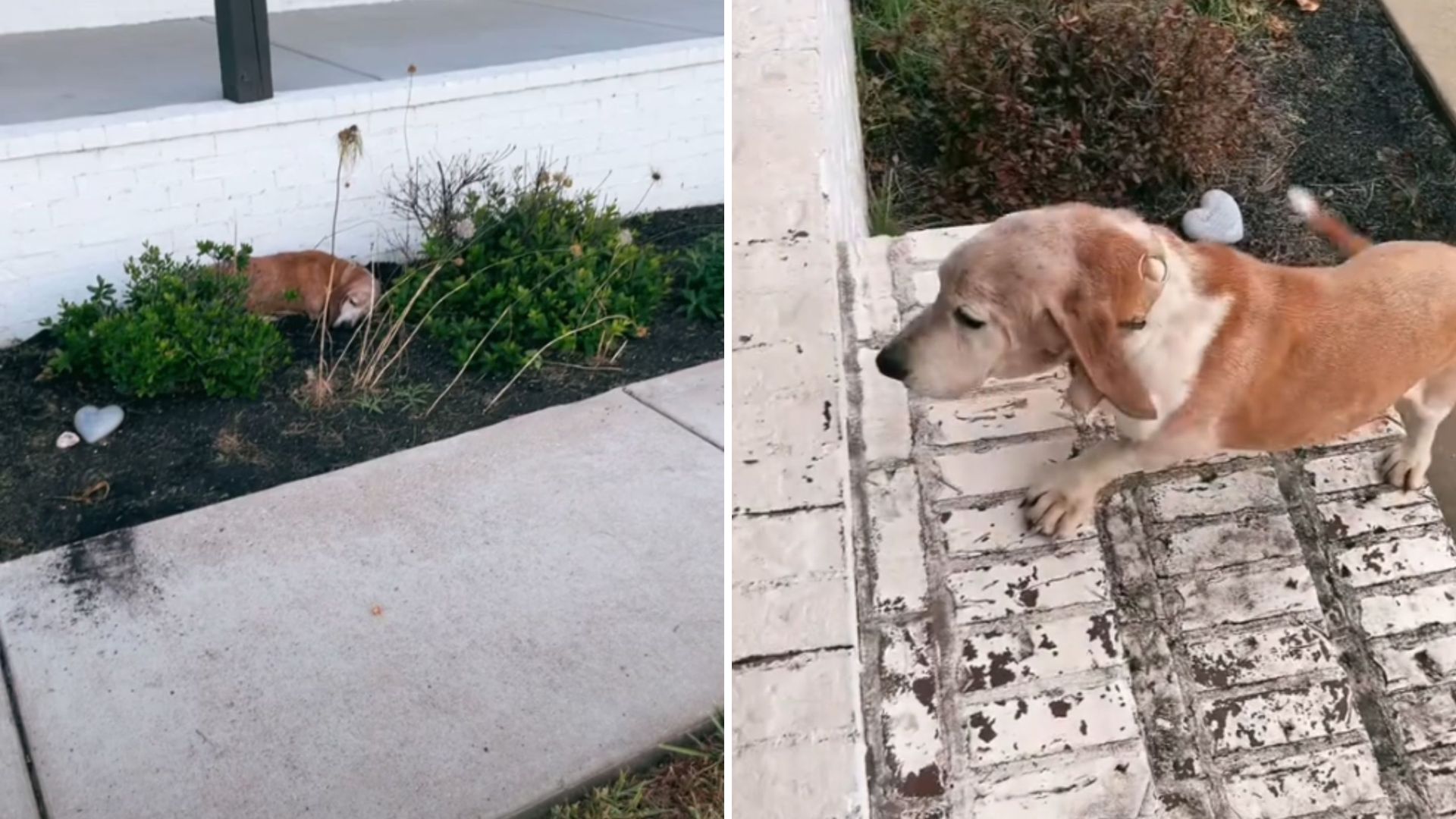 dog sleeping on the porch
