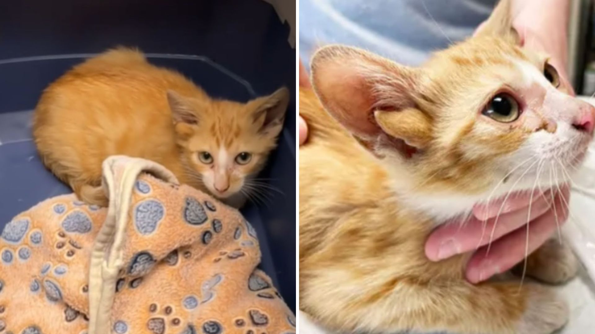 Audio the kitten with 4 ears