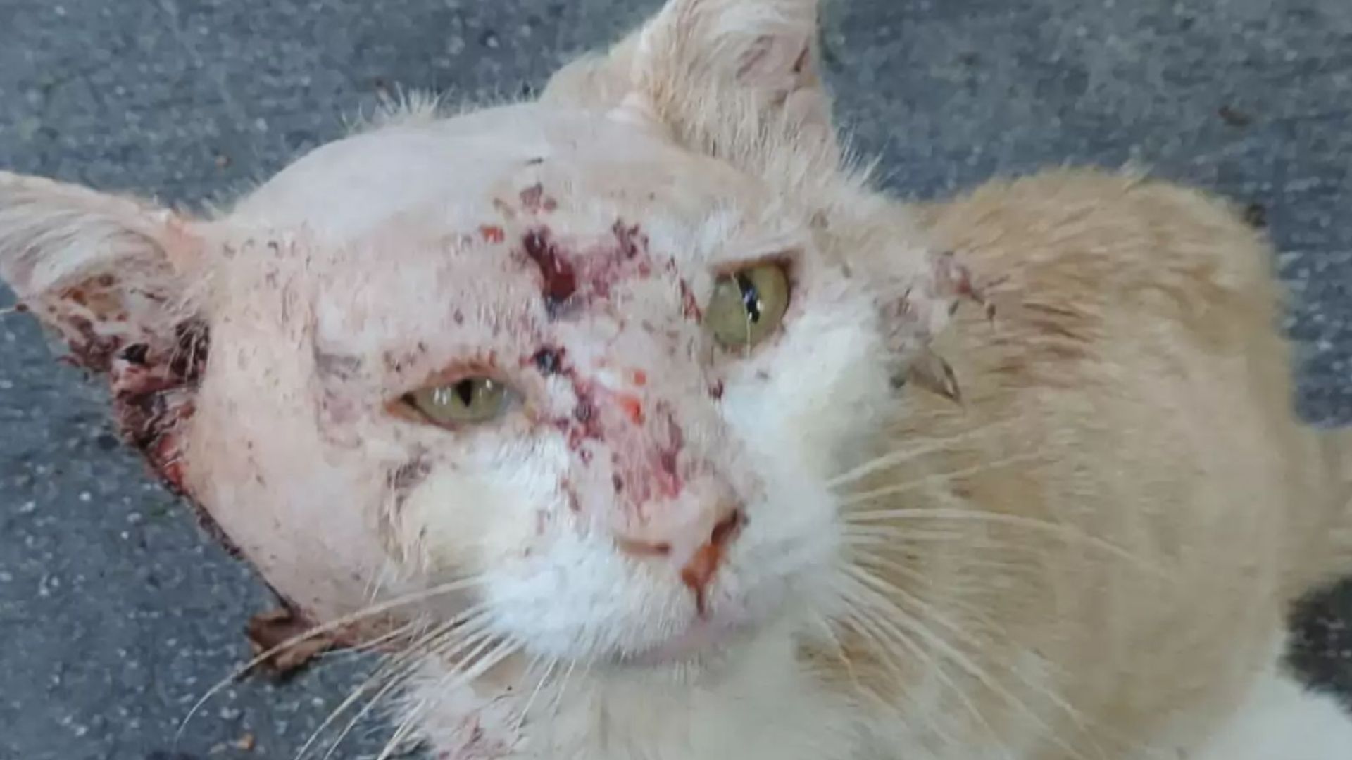 Tennessee Woman Sees A Badly Injured Cat And Rushes To Help Before It's Too Late