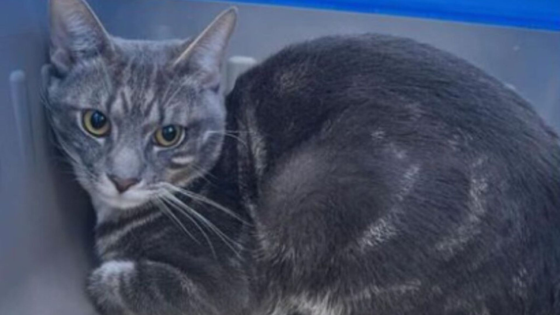 cat was left in a carrier