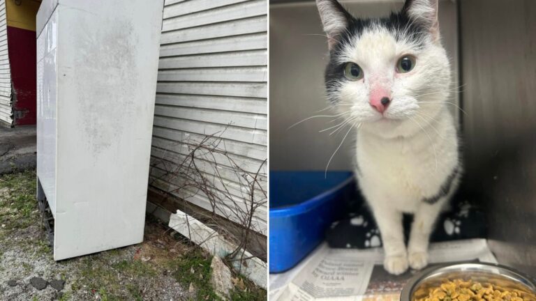 Terrified Cat