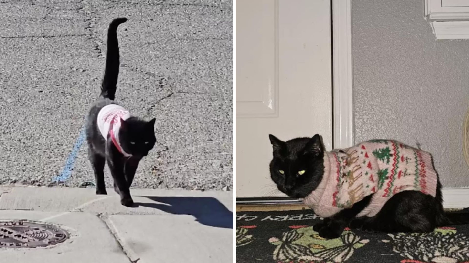 cat wearing a sweater