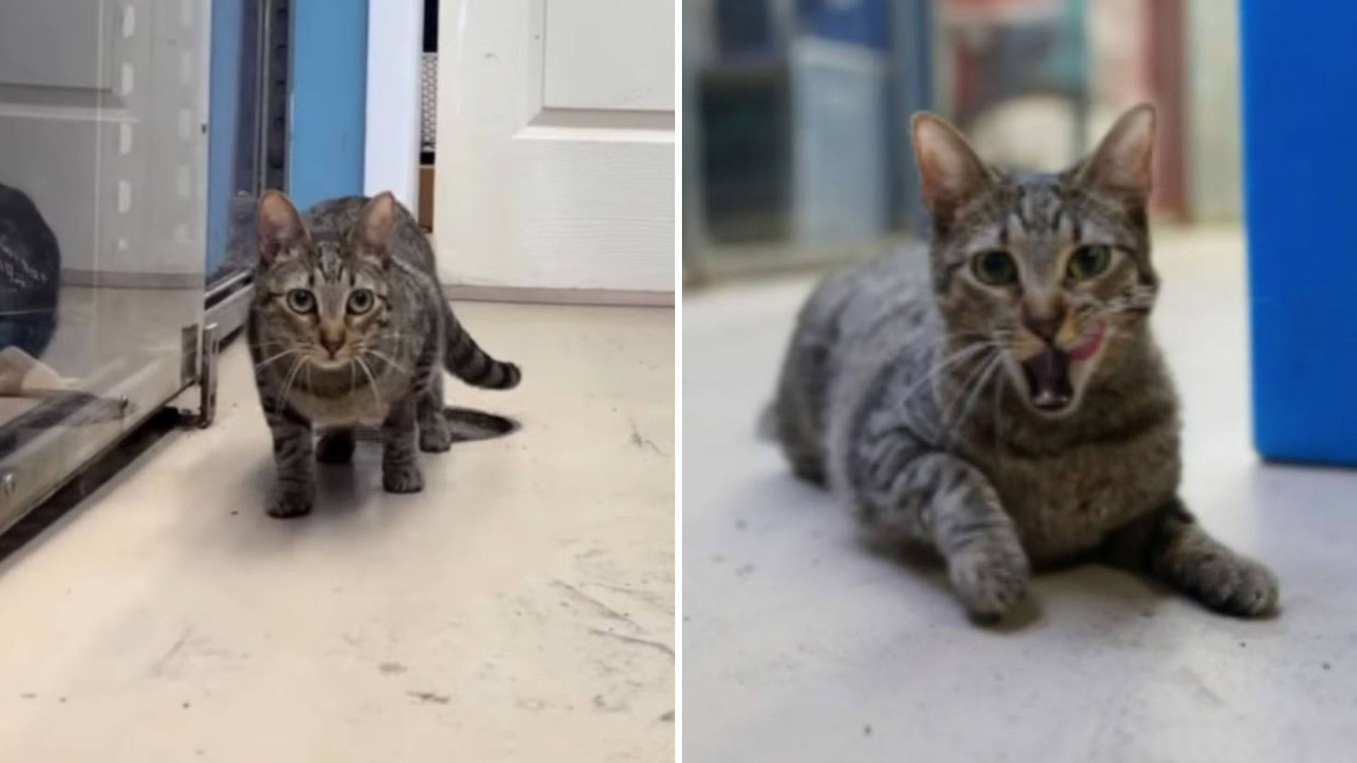 senior cat