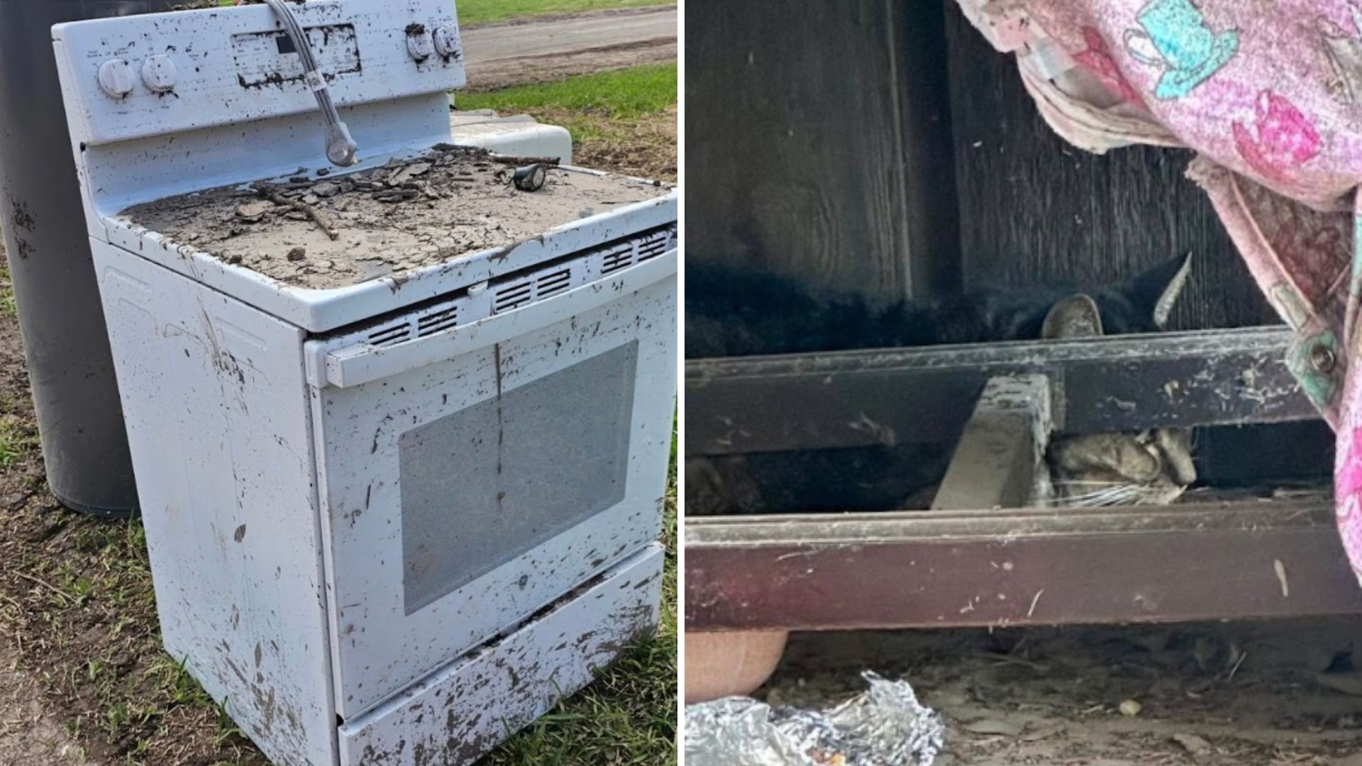 cleaners find a cat in a stove