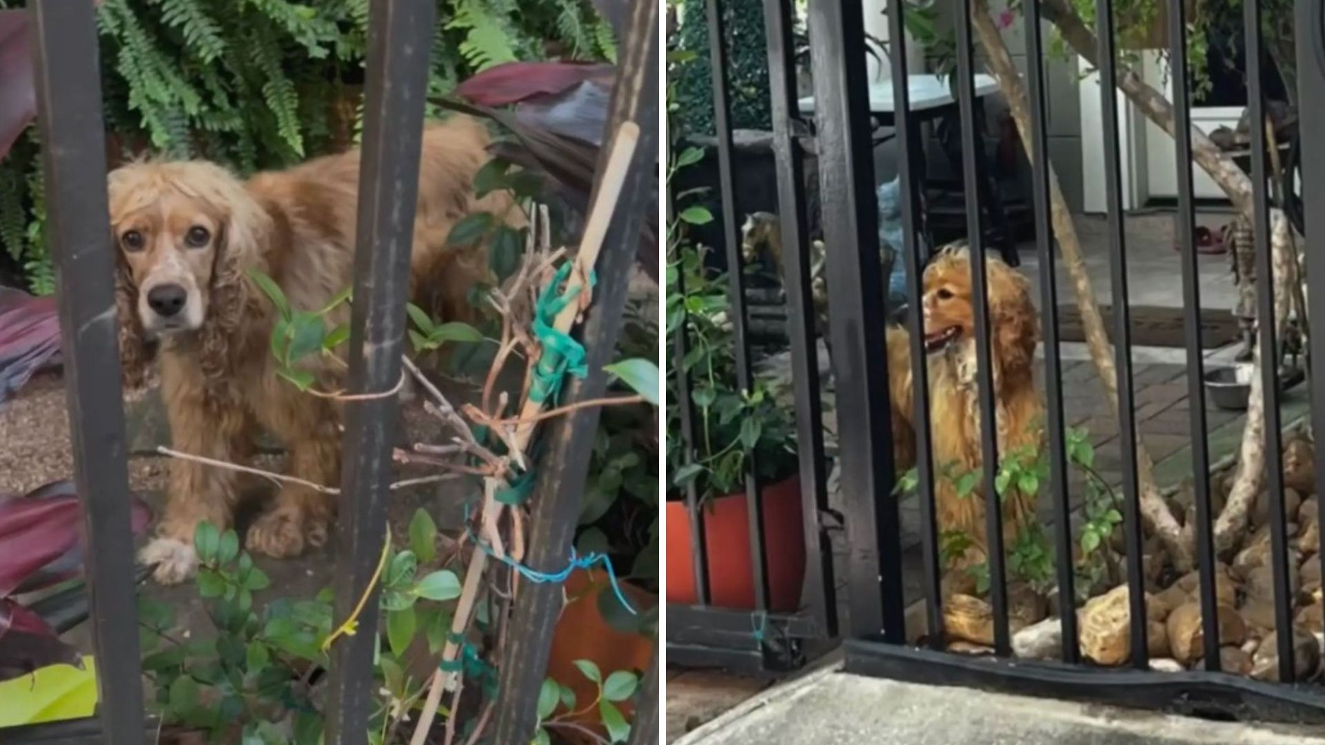 heartbroken dog
