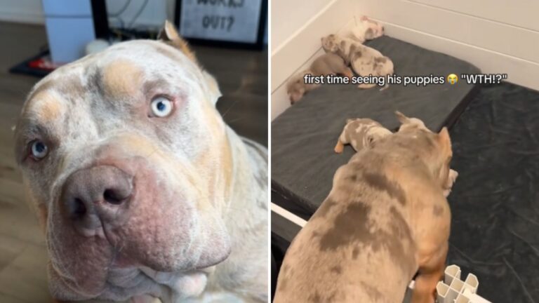 american bullies reaction to his puppies
