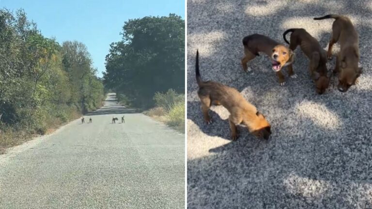 four puppies run up to woman asking for help