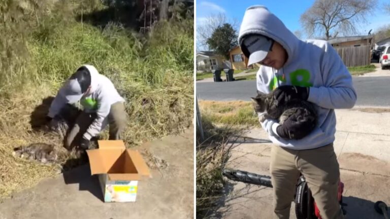 spencer saves injured cat while lawnmowing