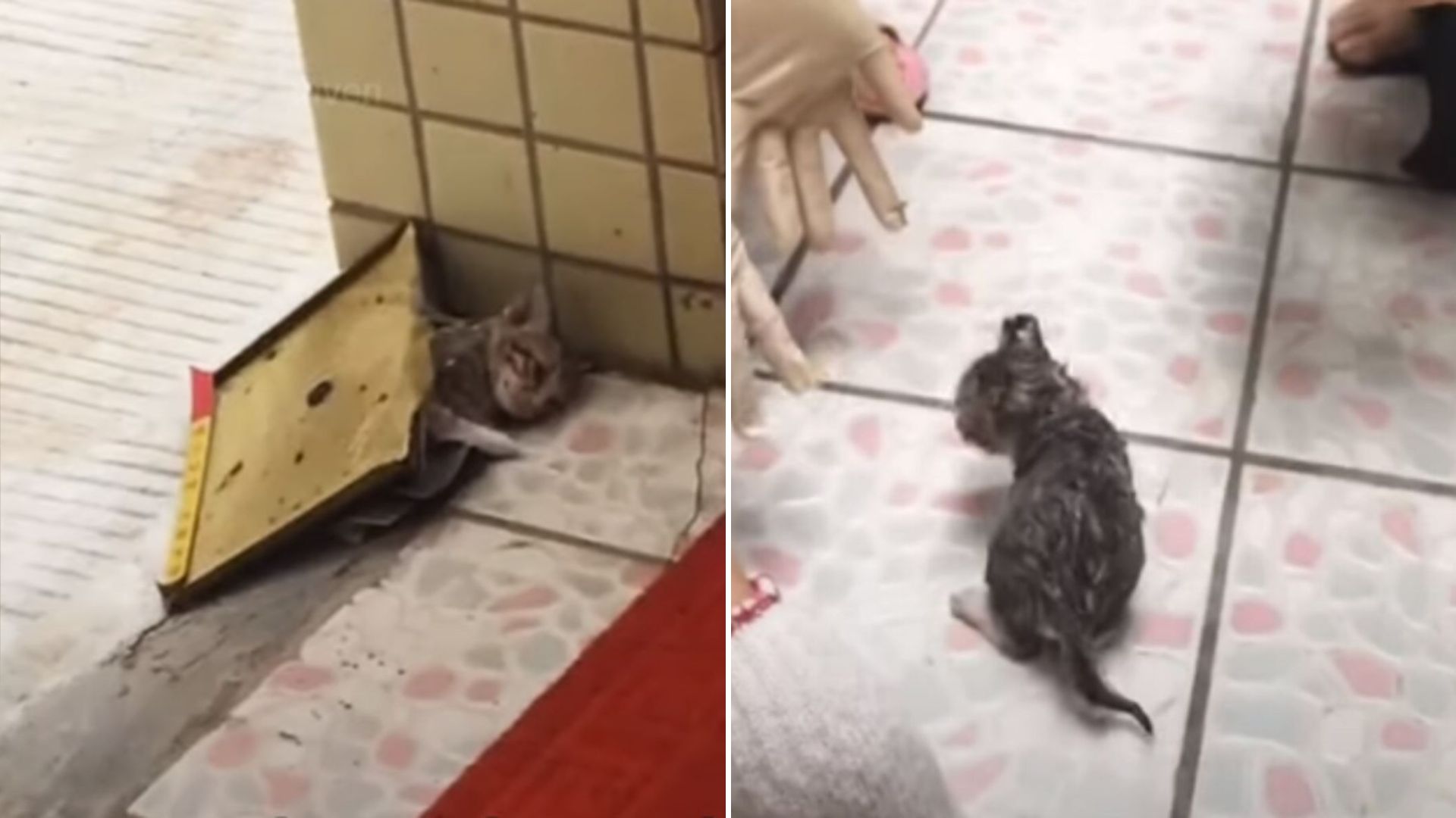kitten stuck in a glue trap