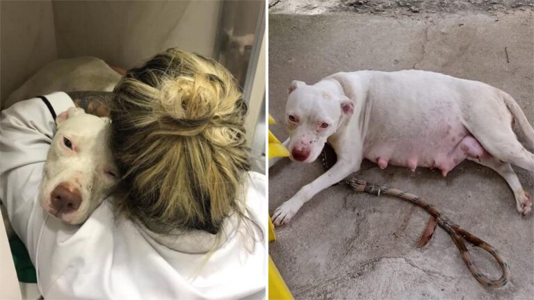 pregnant dog left tied to a pole