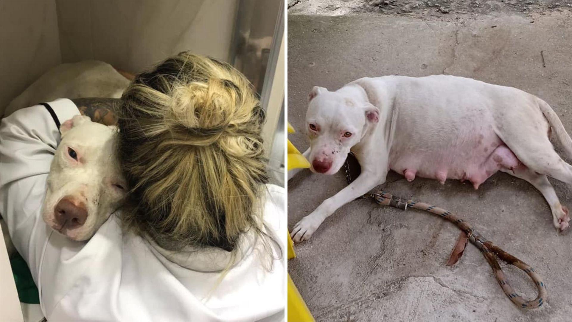 pregnant dog left tied to a pole