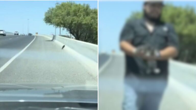 little cat on the road