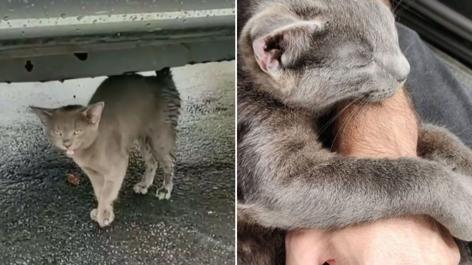 man helps little gray kitten