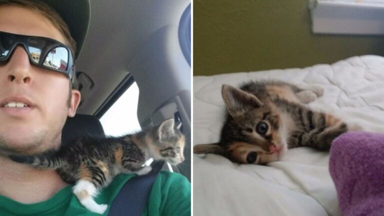 rescued kitten