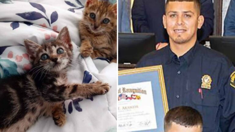saved cats and officer