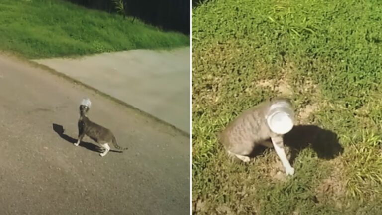 cat with bucket stuck on its head
