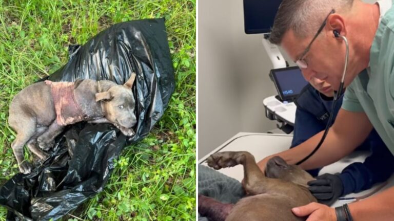 puppys amazing recovery after horrific injury