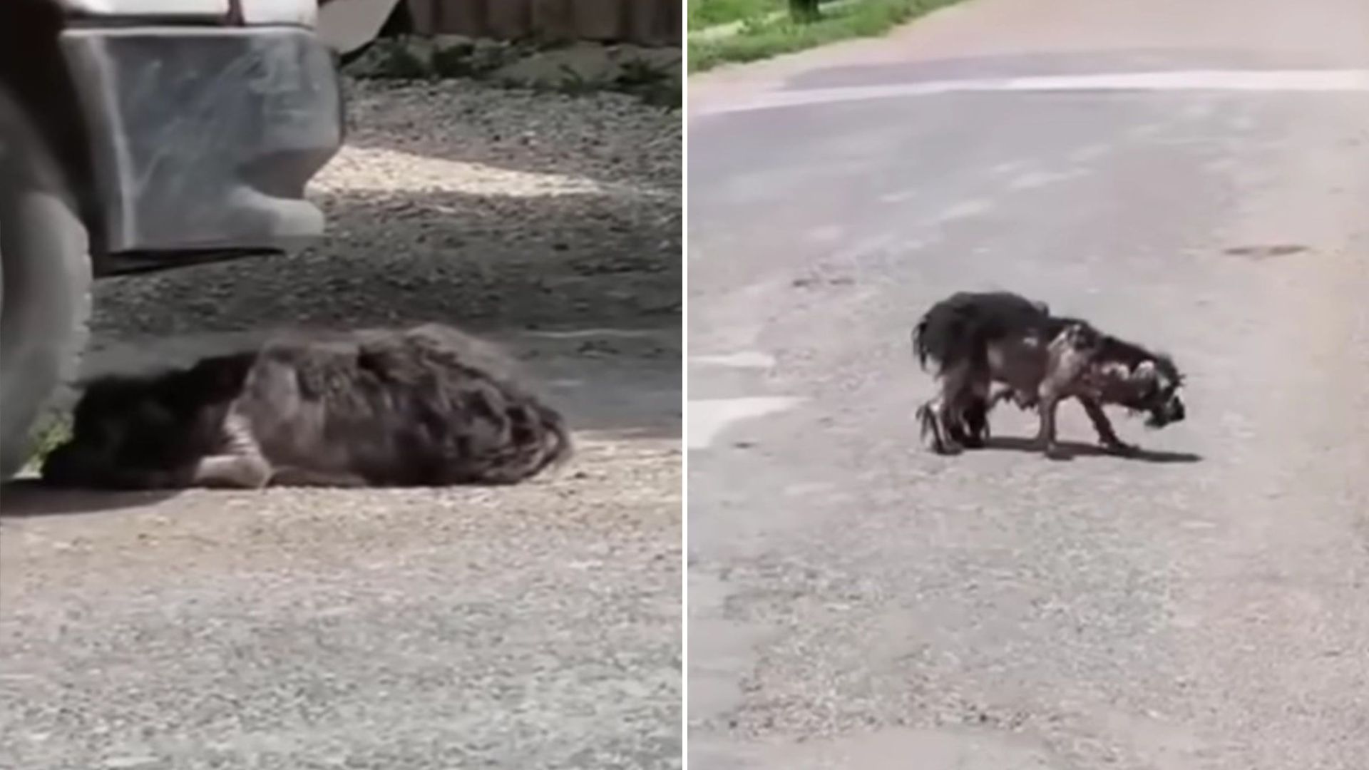 dog struggling after someone took her puppies