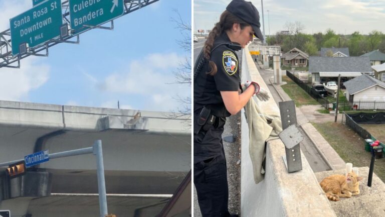 Texas Rescuers Work Quickly To Save Cat Stranded On Highway Overpass Ledge