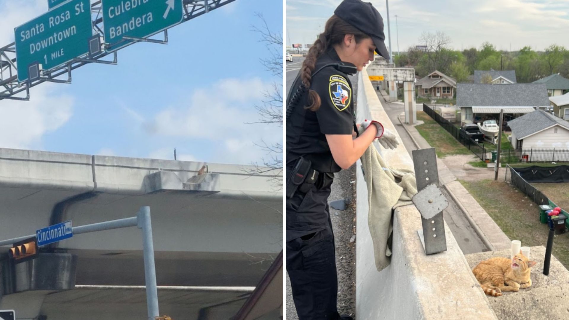 Texas Rescuers Work Quickly To Save Cat Stranded On Highway Overpass Ledge