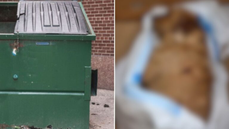 wounded pup found in trash bag