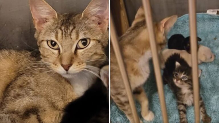 shelter cat