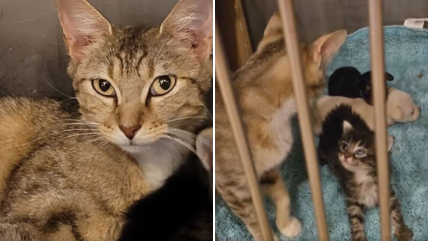 shelter cat