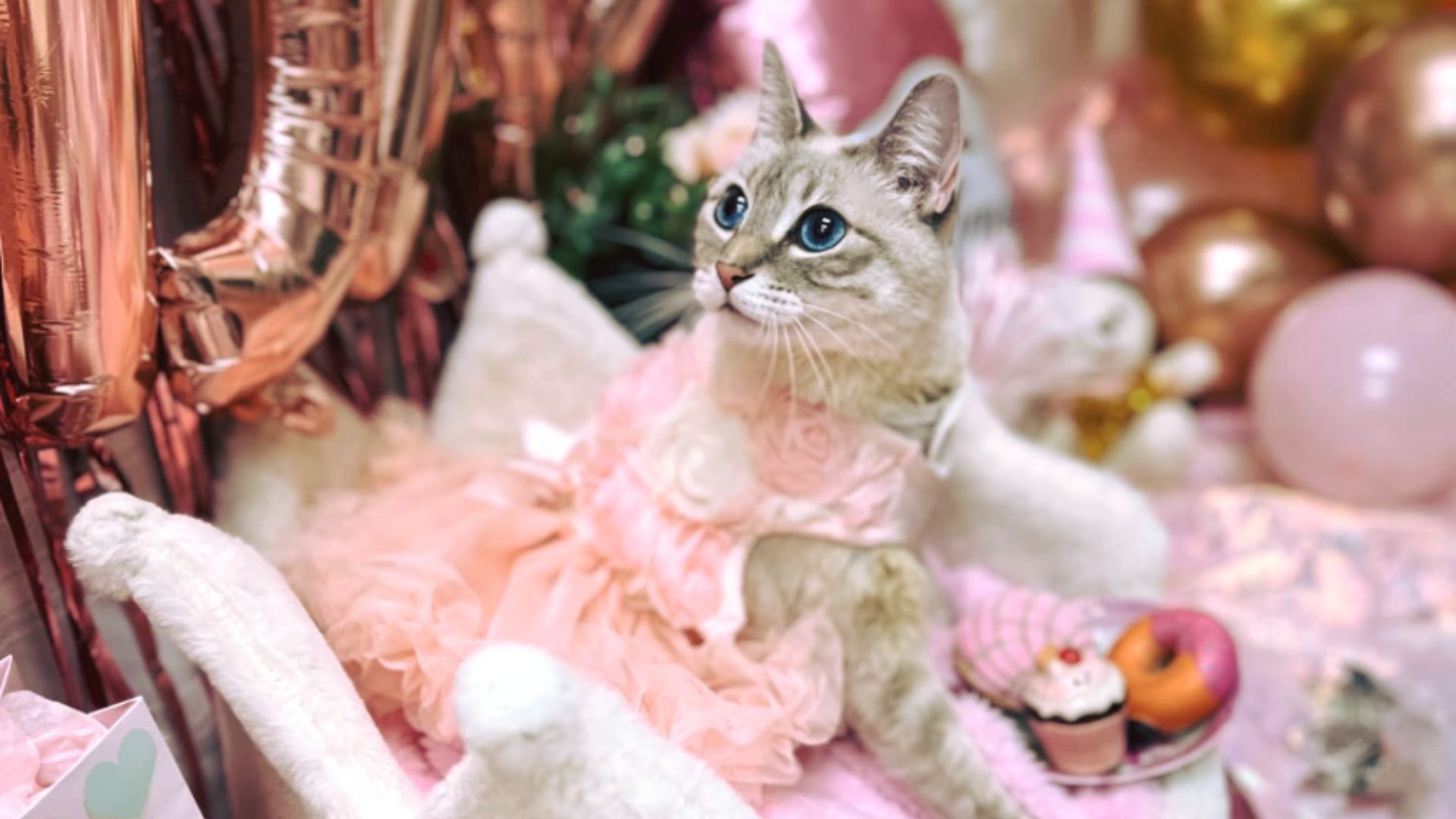 disabled cat turns into a little fashion icon