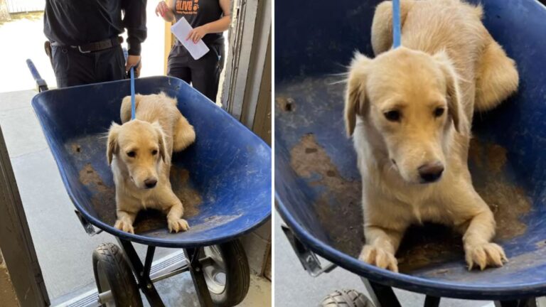 Shelter dog found in wheelbarrow