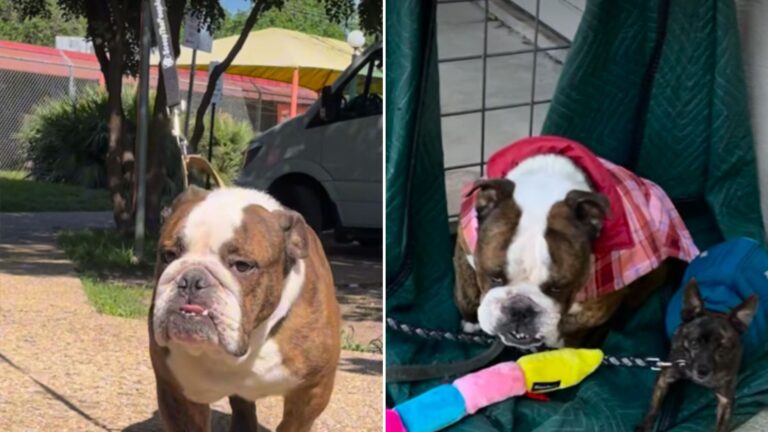 bulldog and chihuahua found tied to shelter gate