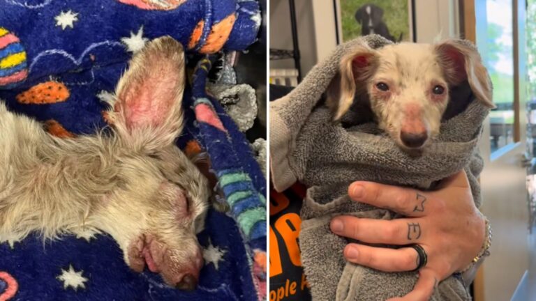 unresponsive dog recovers in shelter