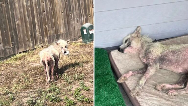 hairless puppy