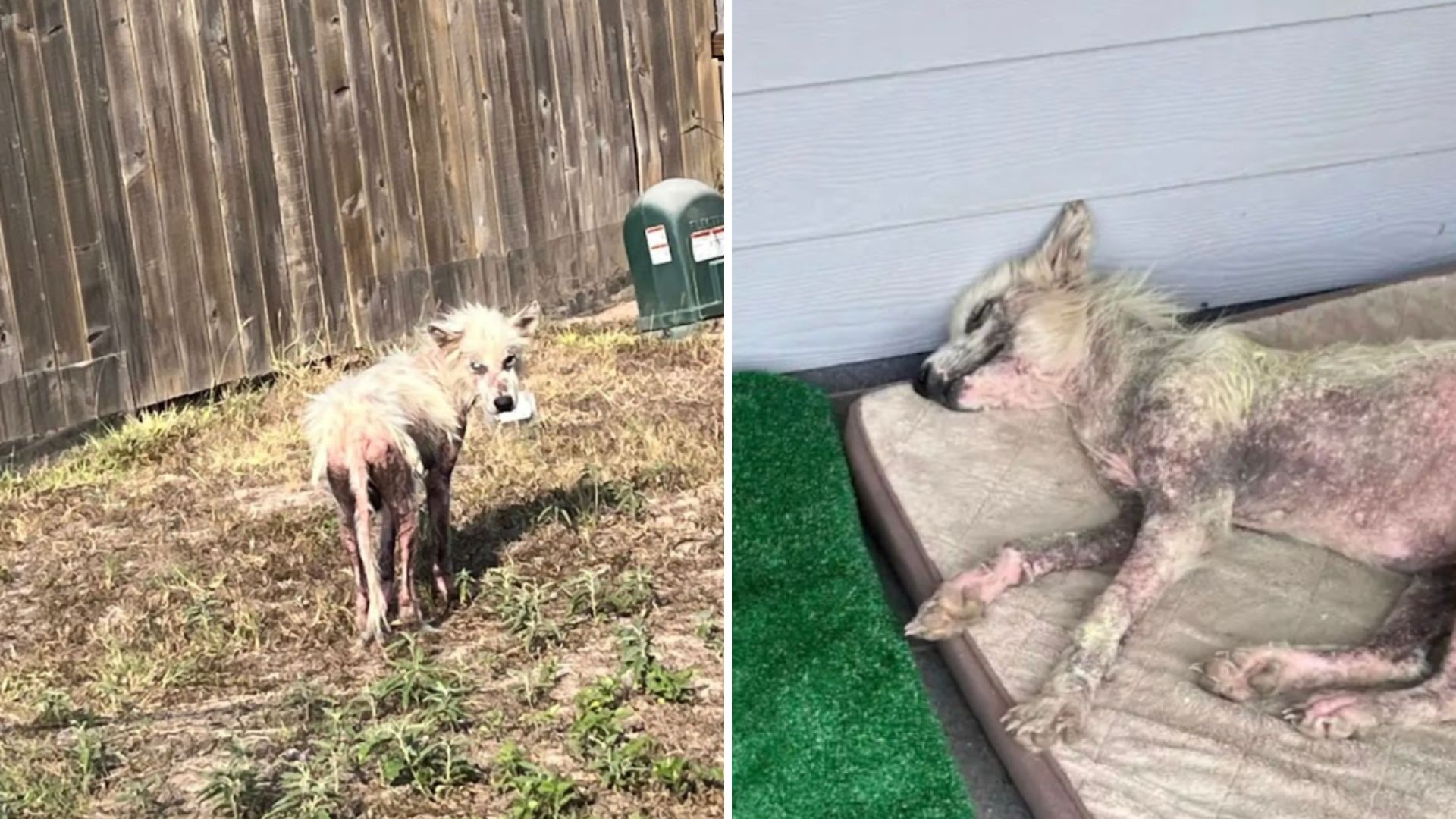 hairless puppy