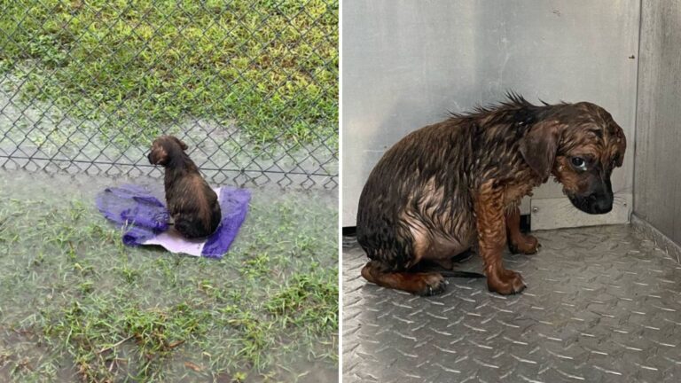 soaked puppy found on baseball field