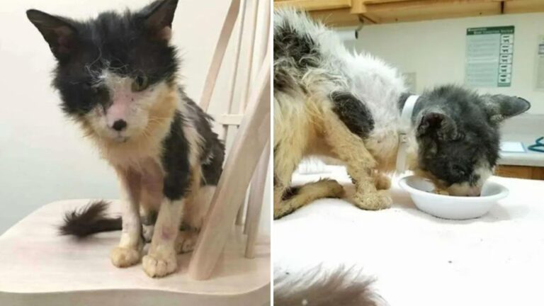 cat saved from euthanasia