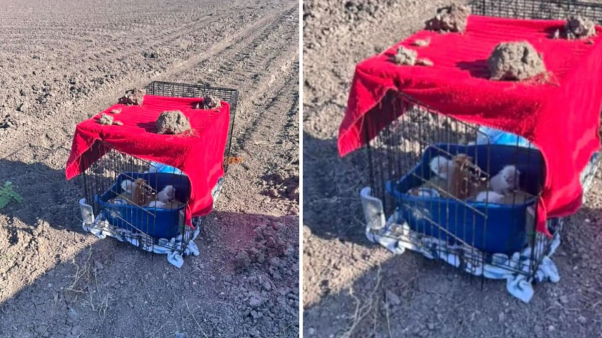 kittens in a carrier