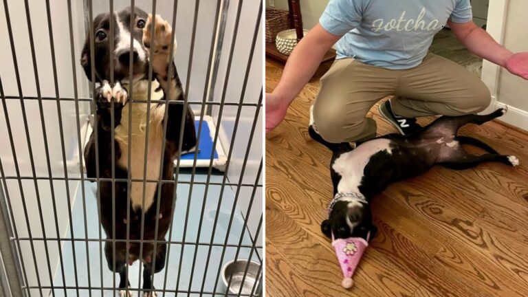 shelter dog