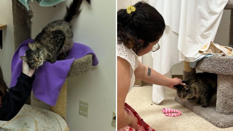 missing cat found on another continent