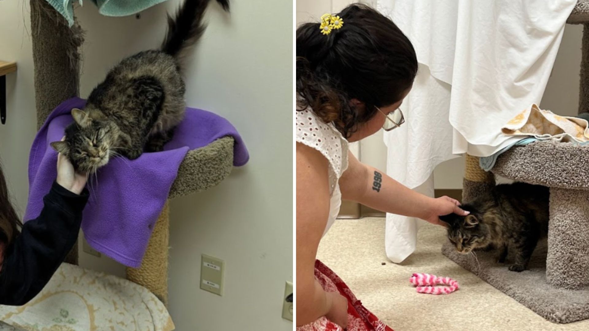 missing cat found on another continent