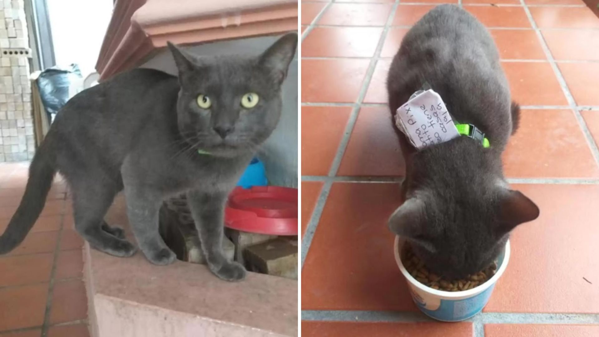 black cat