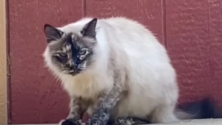 woman cried after petting a cat
