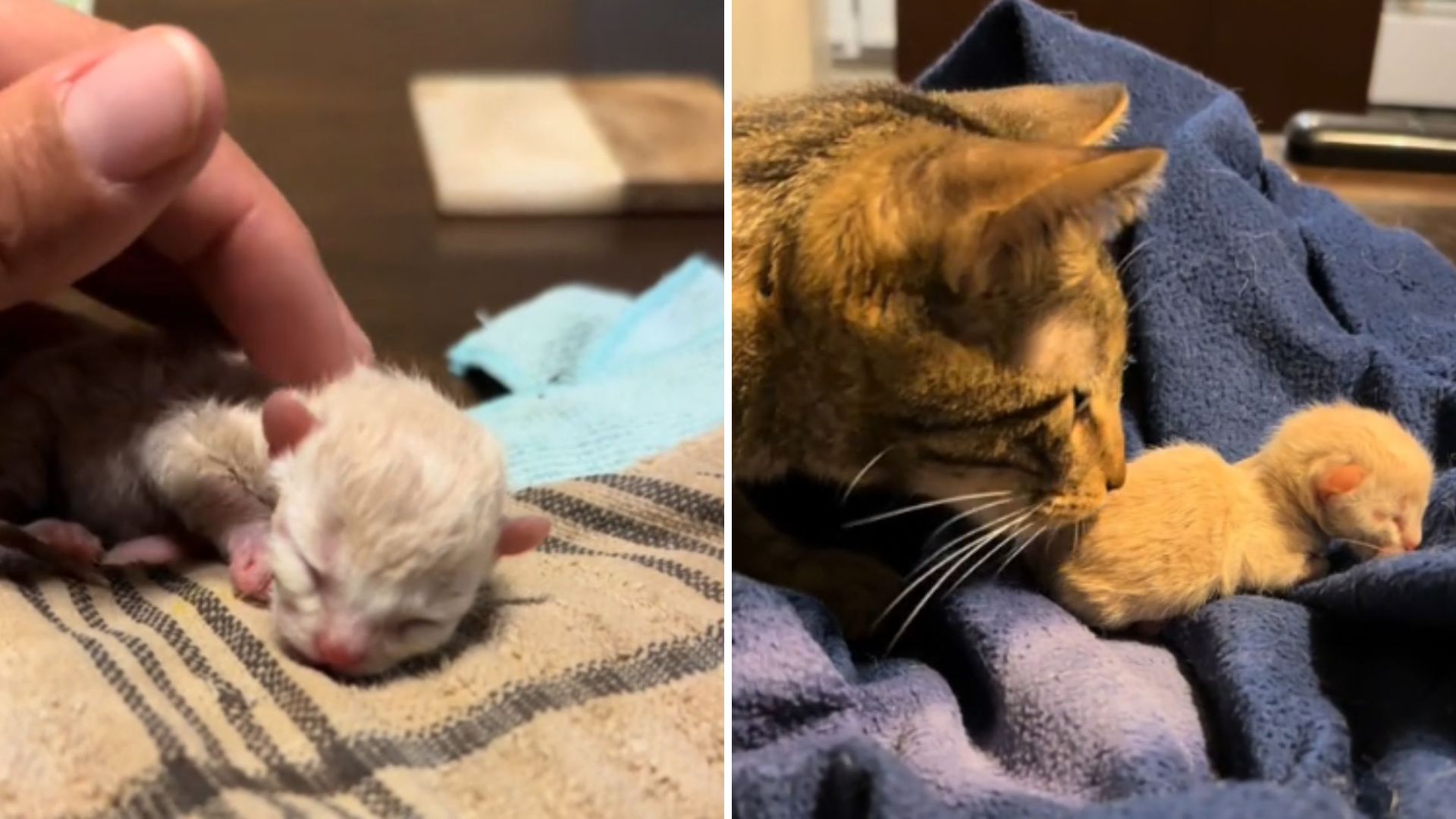 texas kitten in trash