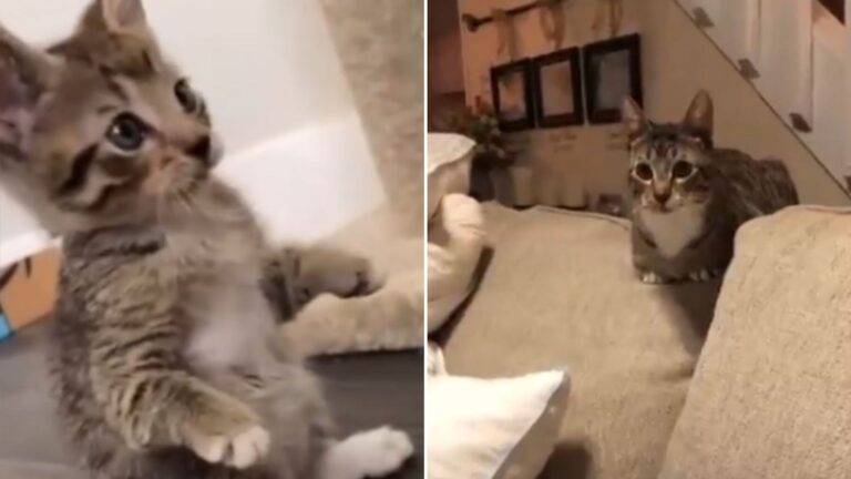 woman adopts short-legged cat